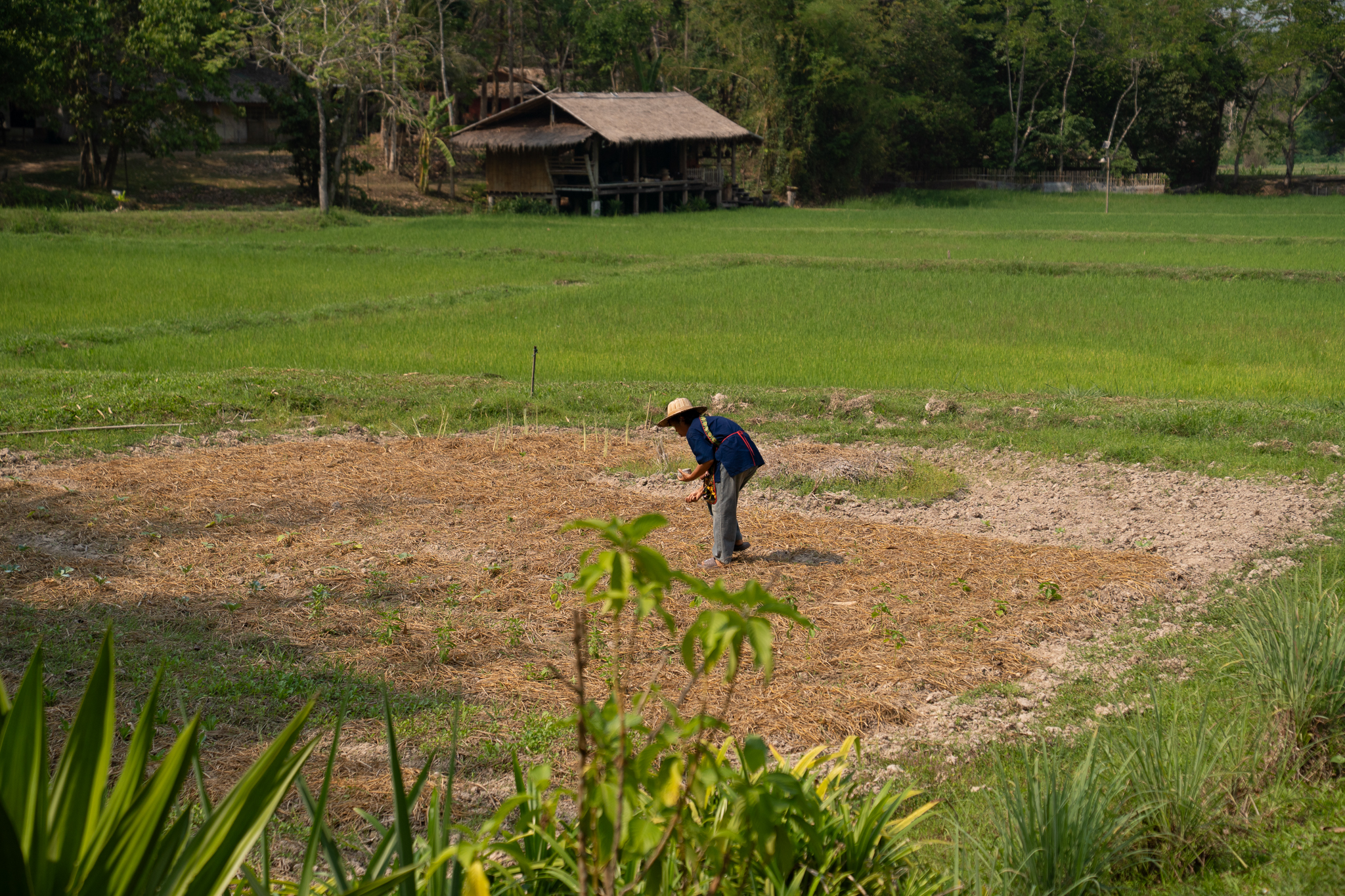 A smallholder works a patch of mulched earth beside the rice paddies, a stilted farmhouse keeping watch at the treeline.
