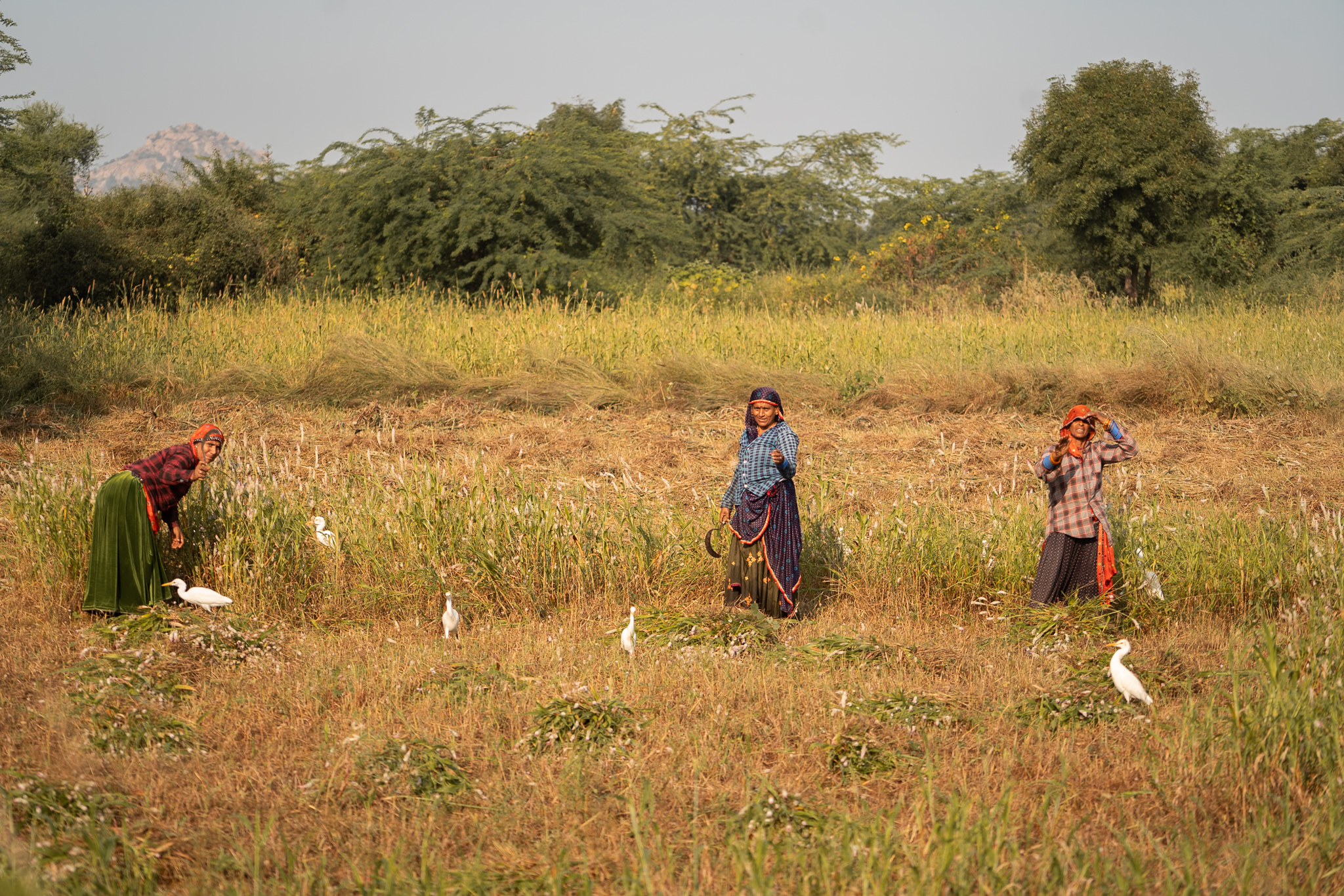 Three women cut fodder by hand as cattle egrets trail close behind, feeding on insects stirred from the grass.