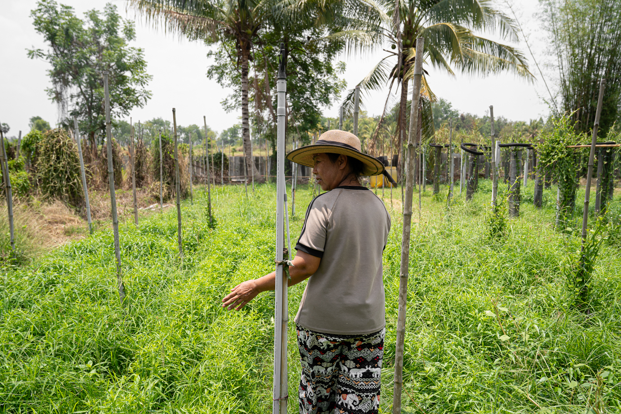 A woman farmer in a straw sun hat standing among vine poles in a lush green field in Thailand