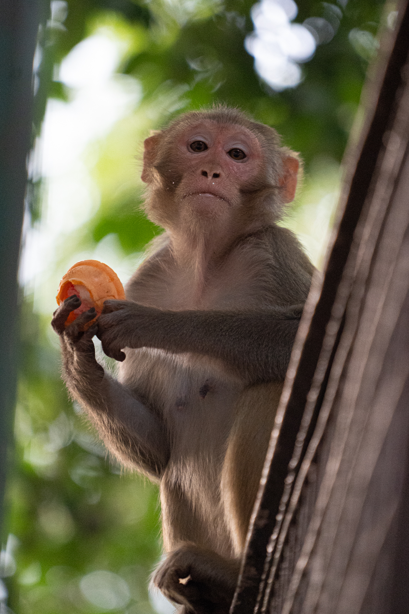Creatures of Habit: What The Monkeys of India Teach Us About the Human Nervous System