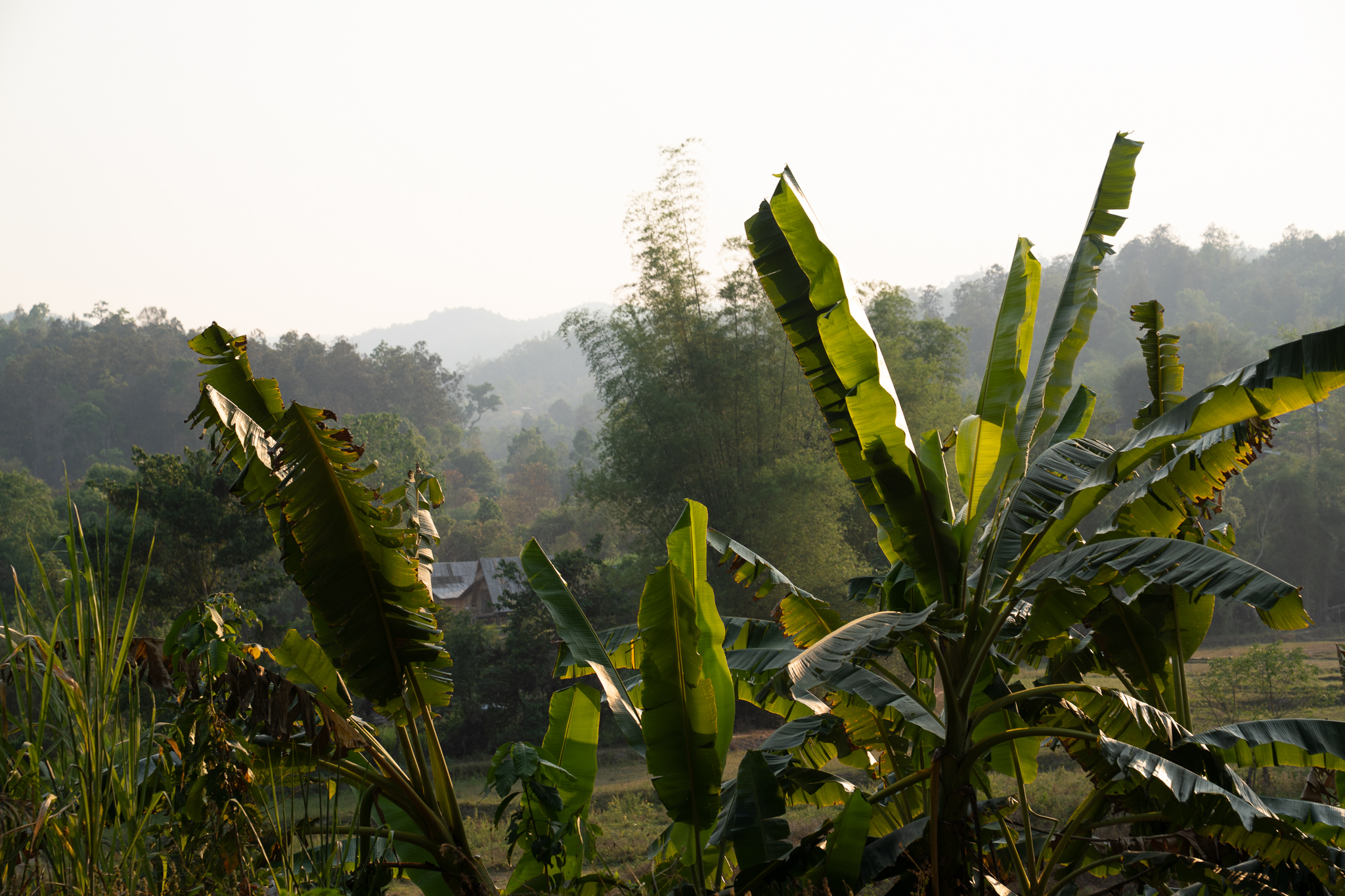 Broad banana leaves framing a misty, hill-backed rural valley at golden hour in northern Thailand.